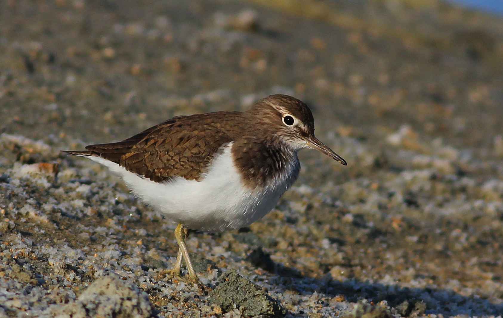 Common Sandpiper